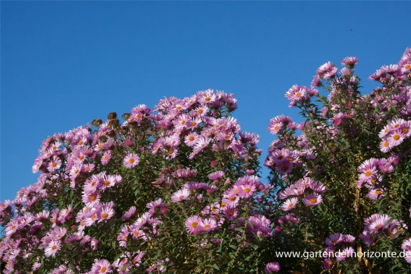 Garten-Raublatt-Aster „Rosa Sieger“ 8 Garten-Raublatt-Aster „Rosa Sieger“ – Bild 6