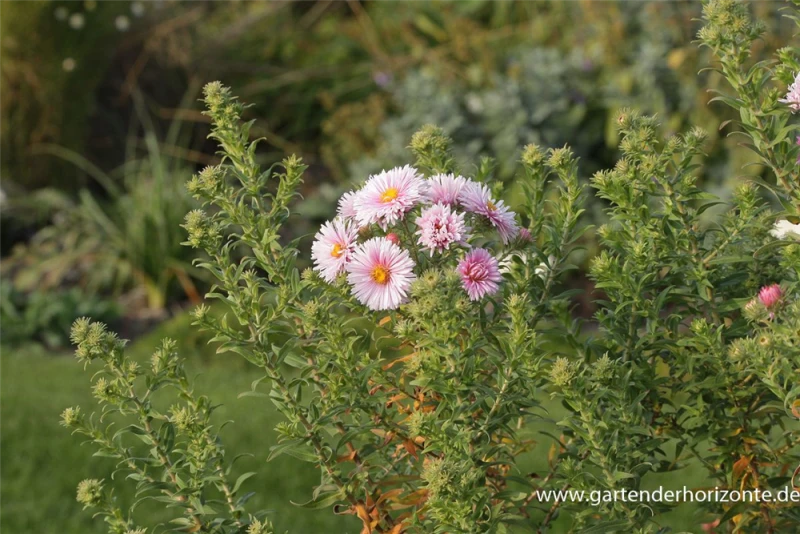 Garten-Raublatt-Aster „Rudelsburg“ 3 Garten-Raublatt-Aster „Rudelsburg“