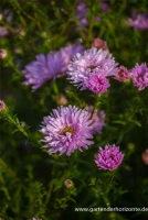 Garten-Glattblatt-Aster „Fellowship“ 7 Garten-Glattblatt-Aster „Fellowship“ – Bild 5