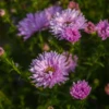 Garten-Glattblatt-Aster „Fellowship“ 1 Garten-Glattblatt-Aster „Fellowship“ -Blumen Risse Verkaufsladen P2000522 1 800x800