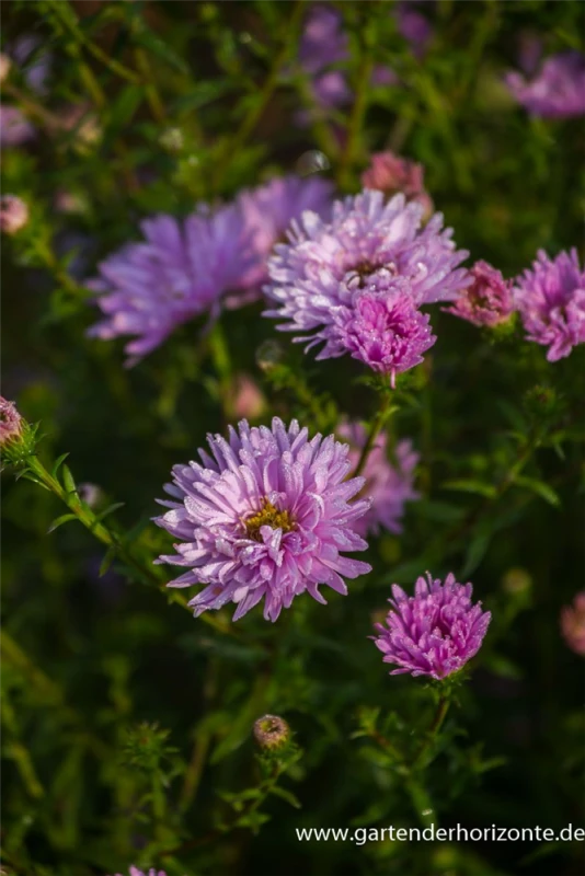 Garten-Glattblatt-Aster „Fellowship“ 3 Garten-Glattblatt-Aster „Fellowship“