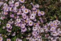 Garten-Glattblatt-Aster „Fellowship“ 8 Garten-Glattblatt-Aster „Fellowship“ – Bild 6