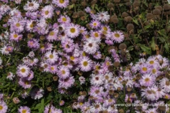 Garten-Glattblatt-Aster „Fellowship“ 11 Garten-Glattblatt-Aster „Fellowship“ -Blumen Risse Verkaufsladen P2000522 2 800x800
