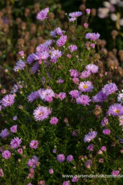 Garten-Glattblatt-Aster „Fellowship“ 13 Garten-Glattblatt-Aster „Fellowship“ -Blumen Risse Verkaufsladen P2000522 4 800x800