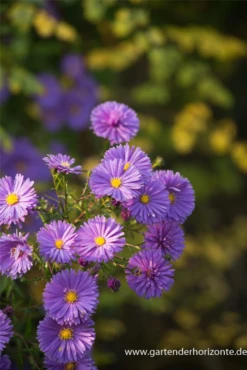 Garten-Glattblatt-Aster „Fuldatal“ -Blumen Risse Verkaufsladen P2000524 2 800x800