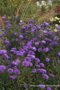 Garten-Glattblatt-Aster „Fuldatal“ -Blumen Risse Verkaufsladen P2000524 3 800x800