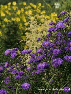 Garten-Glattblatt-Aster „Fuldatal“ -Blumen Risse Verkaufsladen P2000524 4 800x800