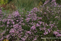 Garten-Myrten-Aster „Pink Star“ 7 Garten-Myrten-Aster „Pink Star“ – Bild 5