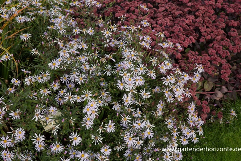 Garten-Pyrenäen-Aster „Lutetia“ 3 Garten-Pyrenäen-Aster „Lutetia“
