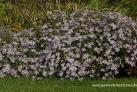 Garten-Pyrenäen-Aster „Lutetia“ 11 Garten-Pyrenäen-Aster „Lutetia“ – Bild 9