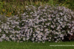 Garten-Pyrenäen-Aster „Lutetia“ 16 Garten-Pyrenäen-Aster „Lutetia“ -Blumen Risse Verkaufsladen P2000538 3 800x800