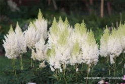 Arends Garten-Prachtspiere „Weiße Gloria“