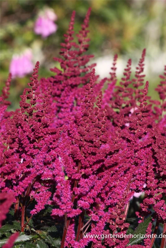 Garten-Prachtspiere „Visions In Red“® 3 Garten-Prachtspiere „Visions In Red“®