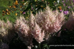 Garten-Prachtspiere „Europa“