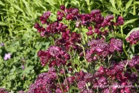 Große Sterndolde „Star Of Beauty“ -R- 5 Große Sterndolde „Star Of Beauty“ -R- – Bild 3