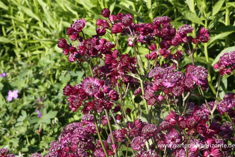 Große Sterndolde „Star Of Beauty“ -R- 3 Große Sterndolde „Star Of Beauty“ -R-