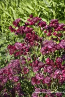 Große Sterndolde „Star Of Beauty“ -R- 6 Große Sterndolde „Star Of Beauty“ -R- – Bild 4