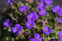 Blaukissen „Blaumeise“ 15 Blaukissen „Blaumeise“ -Blumen Risse Verkaufsladen P2000653 1 800x800