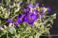 Blaukissen „Dr Mules Variegated“ 12 Blaukissen „Dr Mules Variegated“ – Bild 10