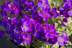 Blaukissen „Dr Mules Variegated“ 18 Blaukissen „Dr Mules Variegated“ -Blumen Risse Verkaufsladen P2000660 2 800x800