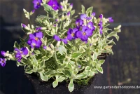 Blaukissen „Dr Mules Variegated“ 14 Blaukissen „Dr Mules Variegated“ – Bild 12