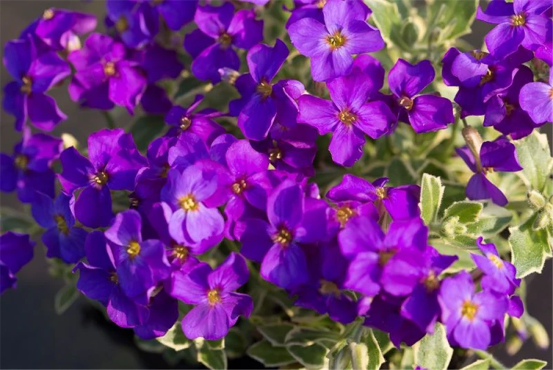 Blaukissen „Dr Mules Variegated“ 3 Blaukissen „Dr Mules Variegated“