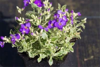 Blaukissen „Dr Mules Variegated“ 10 Blaukissen „Dr Mules Variegated“ – Bild 8