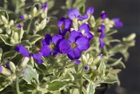 Blaukissen „Dr Mules Variegated“ 11 Blaukissen „Dr Mules Variegated“ – Bild 9