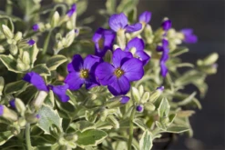 Blaukissen „Dr Mules Variegated“ 16 Blaukissen „Dr Mules Variegated“ -Blumen Risse Verkaufsladen P2000660 6 800x800