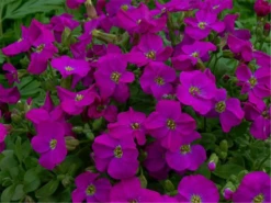 Blaukissen „Purple Supreme“