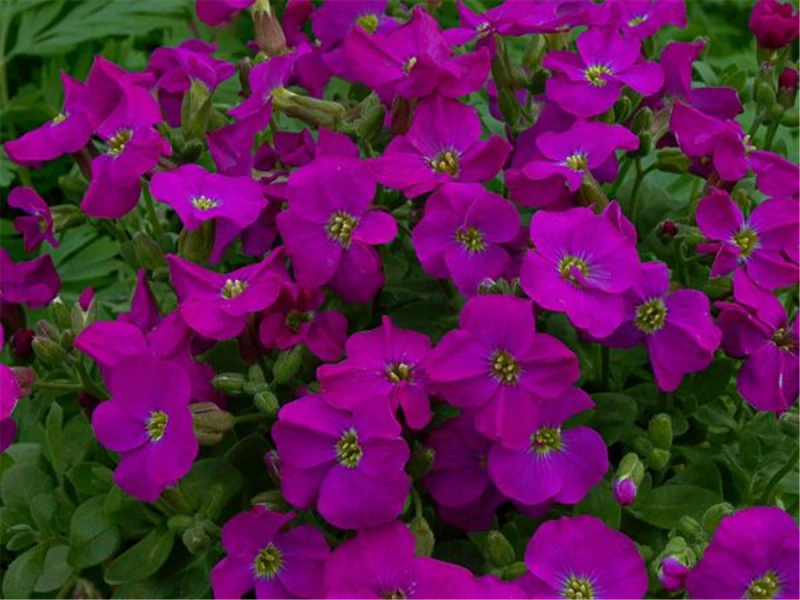 Blaukissen „Purple Supreme“ 3 Blaukissen „Purple Supreme“