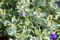 Blaukissen „Silberrand“ -Blumen Risse Verkaufsladen P2000679 1 800x800