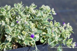 Blaukissen „Silberrand“ -Blumen Risse Verkaufsladen P2000679 2 800x800