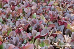 Bergenia Purpurascens „Winterglut“