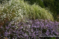 Sternwolkenaster „Snowbank“ 10 Sternwolkenaster „Snowbank“ -Blumen Risse Verkaufsladen P2000736 3 800x800