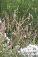 Schlankes Moskitogras 6 Schlankes Moskitogras – Bild 4