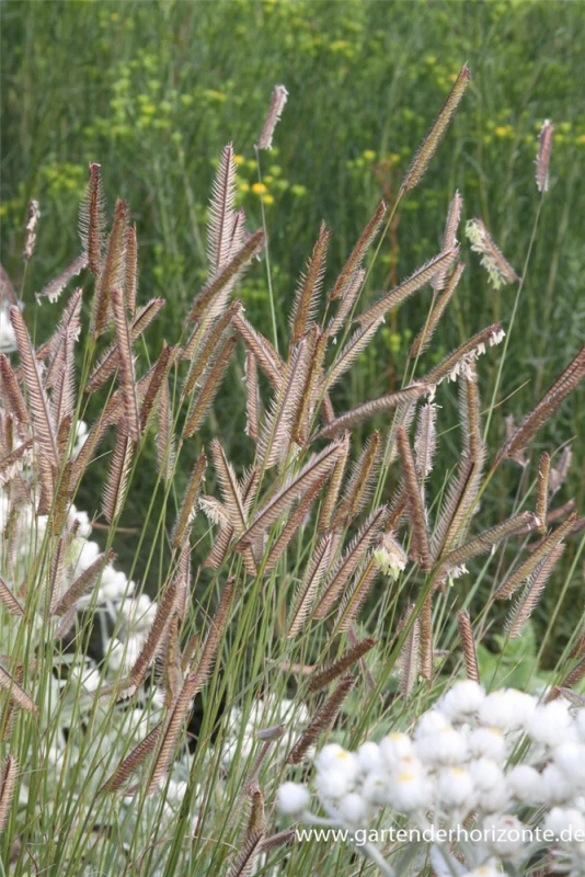 Schlankes Moskitogras 3 Schlankes Moskitogras