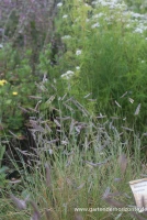 Schlankes Moskitogras 7 Schlankes Moskitogras – Bild 5