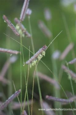 Schlankes Moskitogras 10 Schlankes Moskitogras -Blumen Risse Verkaufsladen P2000739 3 800x800
