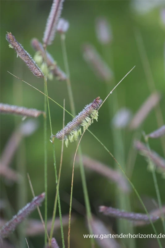 Schlankes Moskitogras 5 Schlankes Moskitogras – Bild 3