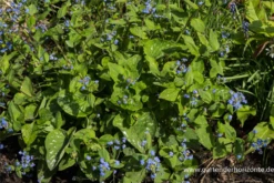 Kaukasusvergissmeinnicht „Langtrees“ -Blumen Risse Verkaufsladen P2000747 3 800x800