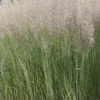 Weißgestreiftes Reitgras „Overdam“
