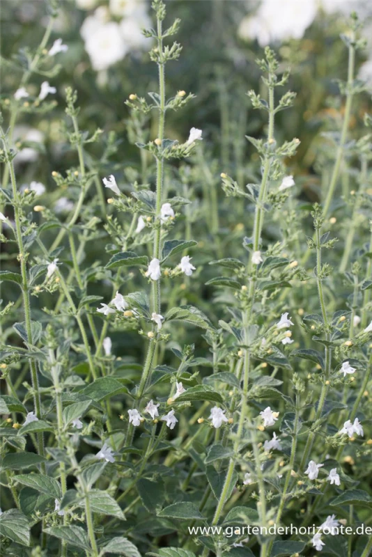 Kleinblütige Bergminze „Weißer Riese“ 3 Kleinblütige Bergminze „Weißer Riese“