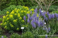 Leichtlins Prärielilie „Caerulea“ 13 Leichtlins Prärielilie „Caerulea“ – Bild 11