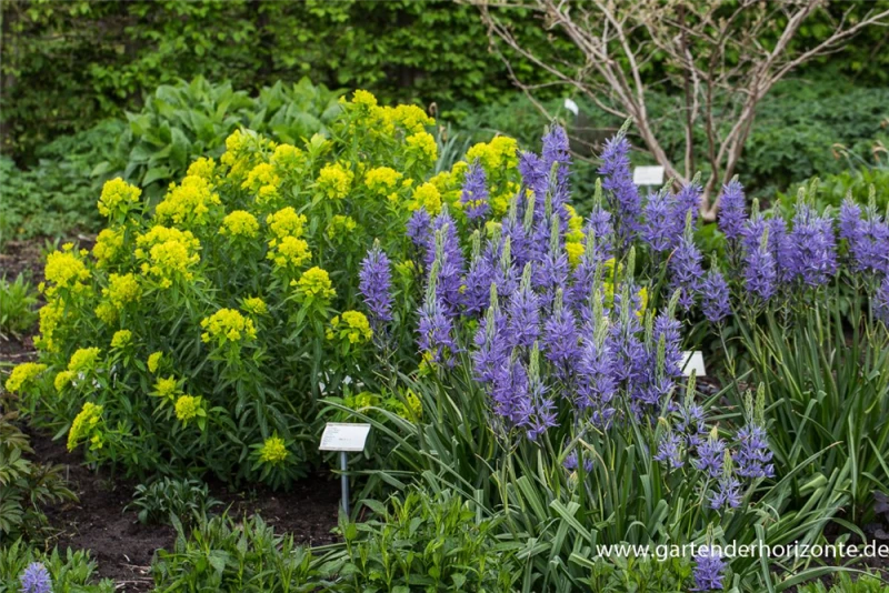 Leichtlins Prärielilie „Caerulea“ 6 Leichtlins Prärielilie „Caerulea“ – Bild 4