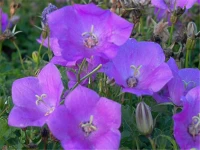 Niedrige Glockenblume „Blaue Clips“ 5 Niedrige Glockenblume „Blaue Clips“ – Bild 3