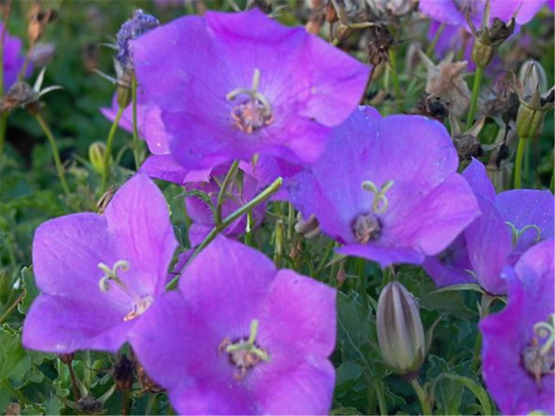 Niedrige Glockenblume „Blaue Clips“ 3 Niedrige Glockenblume „Blaue Clips“