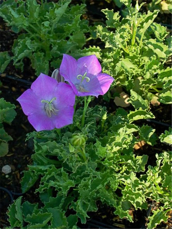 Niedrige Glockenblume „Blaue Clips“ 4 Niedrige Glockenblume „Blaue Clips“ – Bild 2