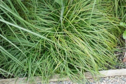 Polsterartige Segge „The Beatles“