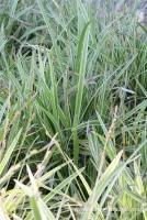 Weißrandrige Teppich-Segge „Icedance“ 7 Weißrandrige Teppich-Segge „Icedance“ – Bild 5